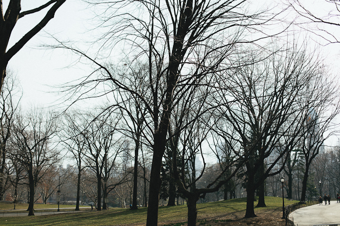 bare tree branches in central park not quite Spring yet