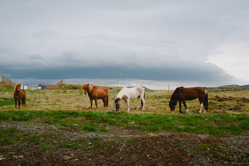 icelandic-horses-iceland-wedding-photographer-janice-yi-photography-12