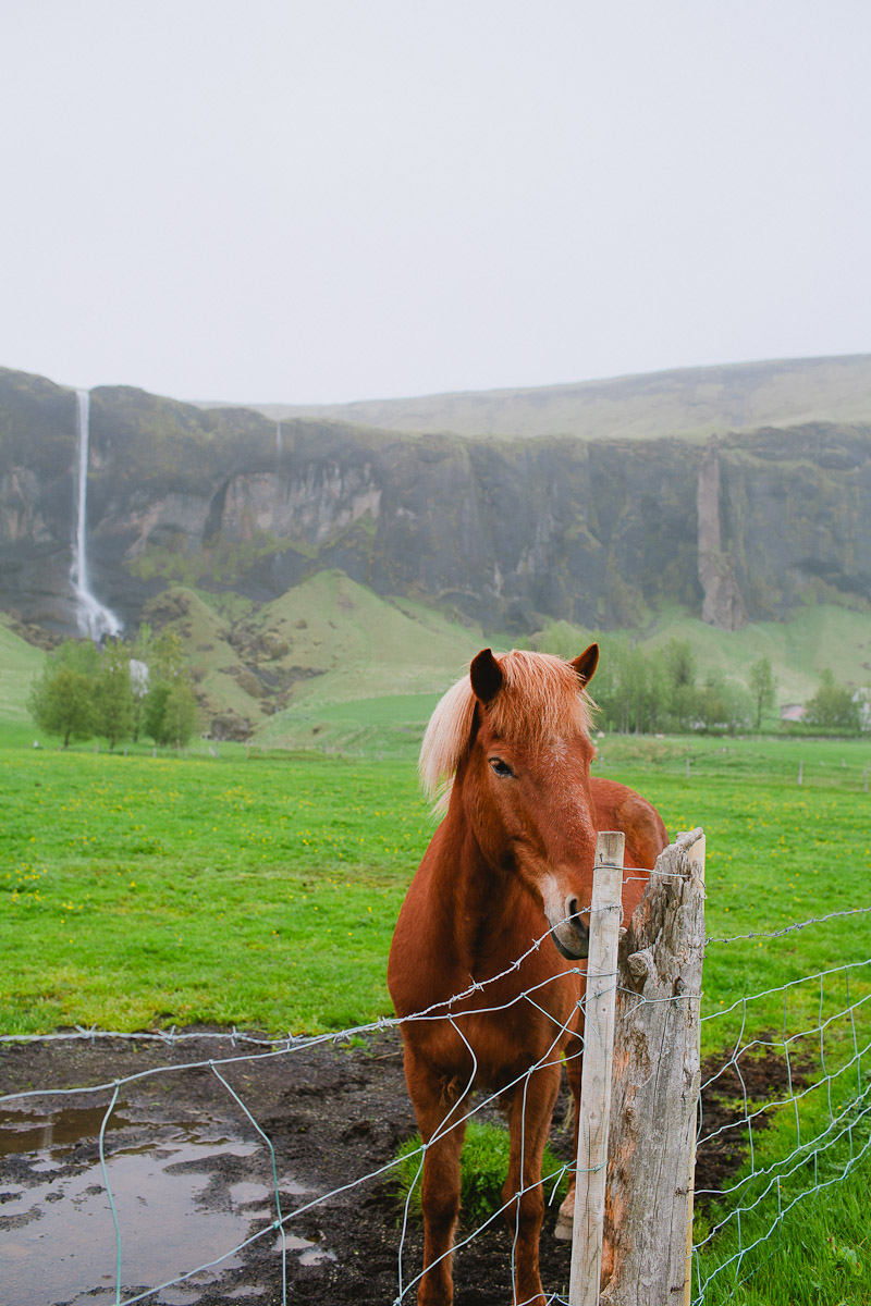 iceland-wedding-photographer-icelandic-horse-janice-yi-photography-35