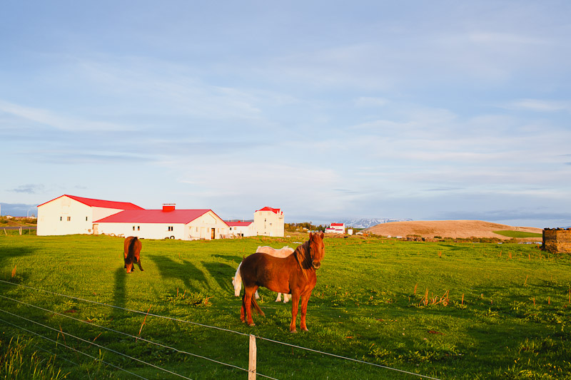 iceland-wedding-photographer-icelandic-horses-janice-yi-photography-58