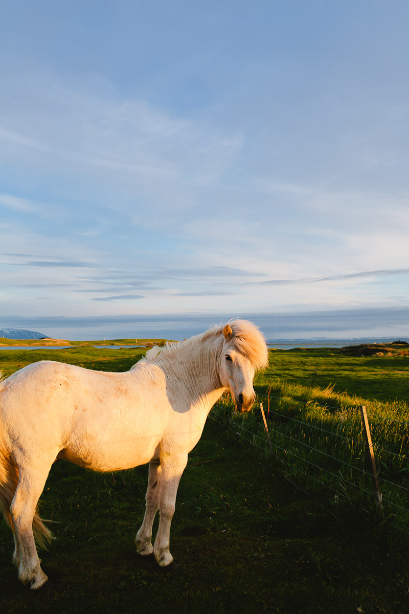 iceland-wedding-photographer-icelandic-horses-janice-yi-photography-60