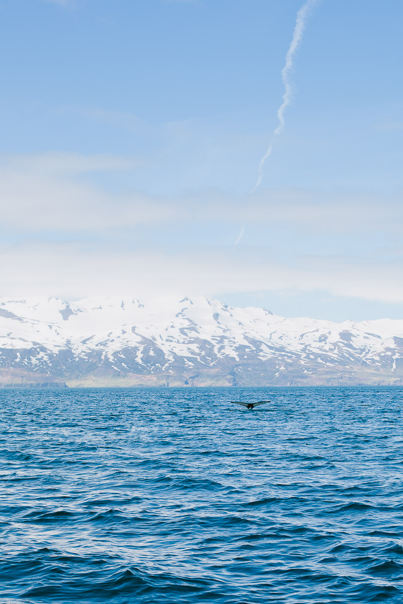 iceland-wedding-photographer-whale-watching-janice-yi-photography-66