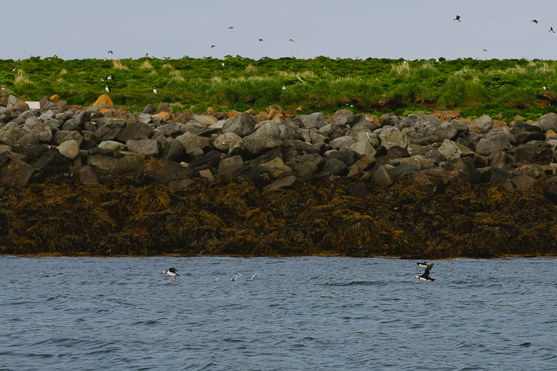 iceland-photography-puffins-janice-yi-photography-71