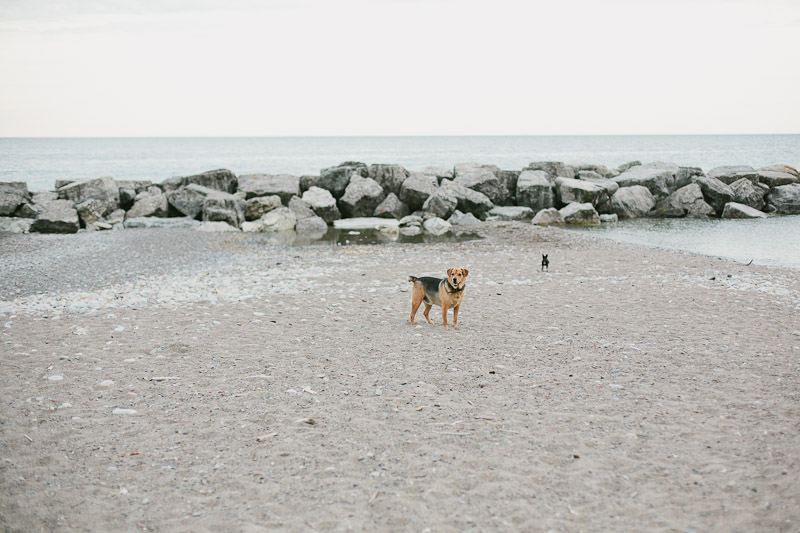 janice-yi-photography-toronto-engagement-photographer-beaches-engagement-photos-pets-1