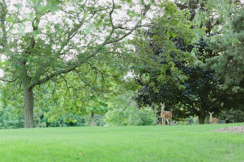 dundas-valley-golf-course-deers-1