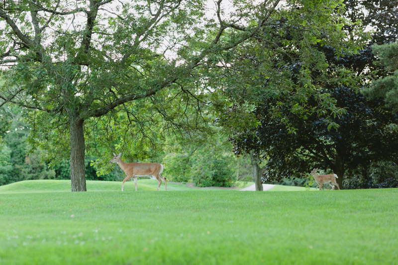 dundas-valley-golf-course-deers-2