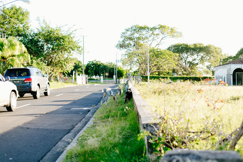 caribbean-travel-photography-st-kitts-nevis-2