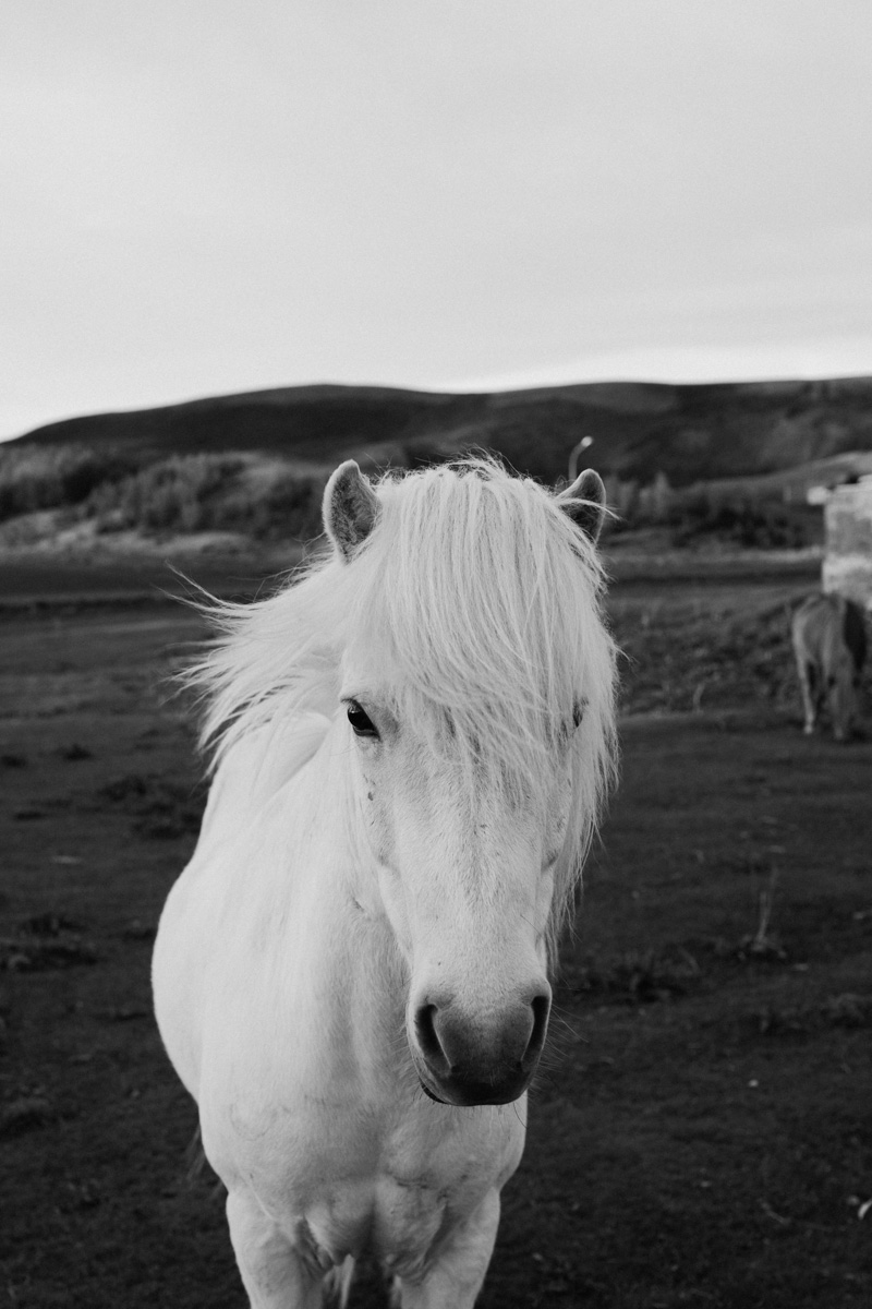 iceland-horses-black-and-white