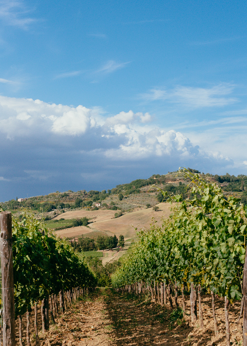 montepulciano vineyard tuscany