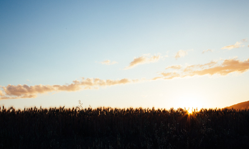 wheat fields tuscany