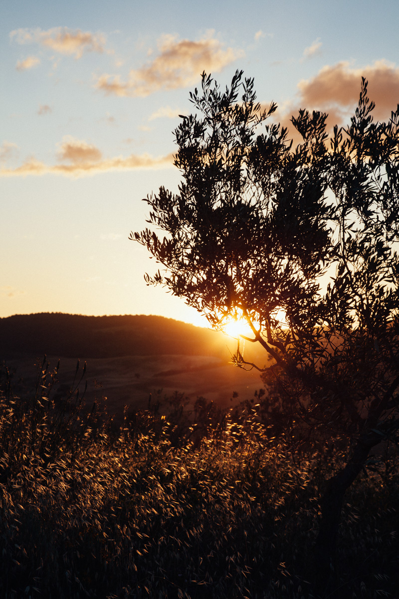 olive trees tuscany