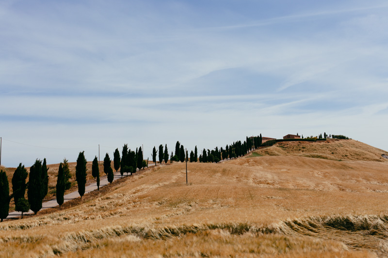 cyprus trees tuscany