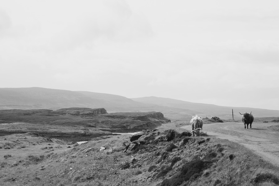 highland cattle skye