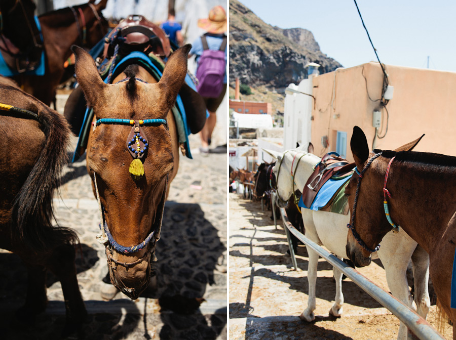 donkeys santorini