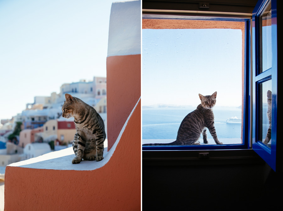 street cats santorini