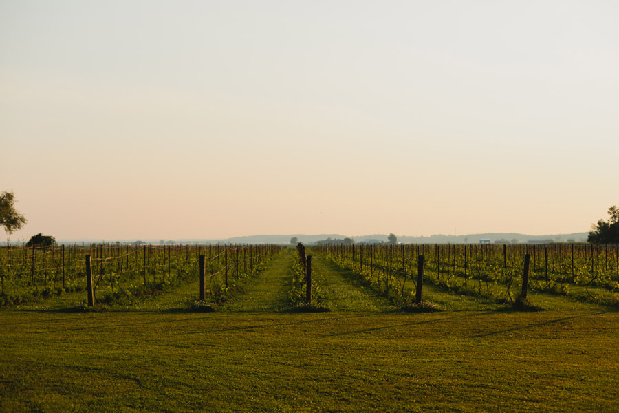 holland marsh winery newmarket