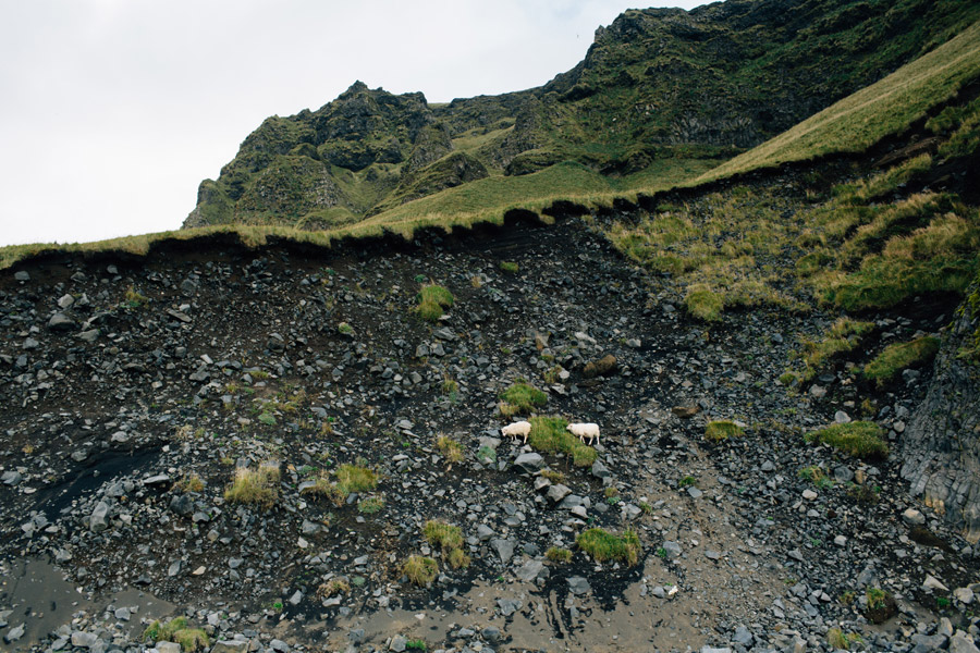 iceland black sand beach sheep