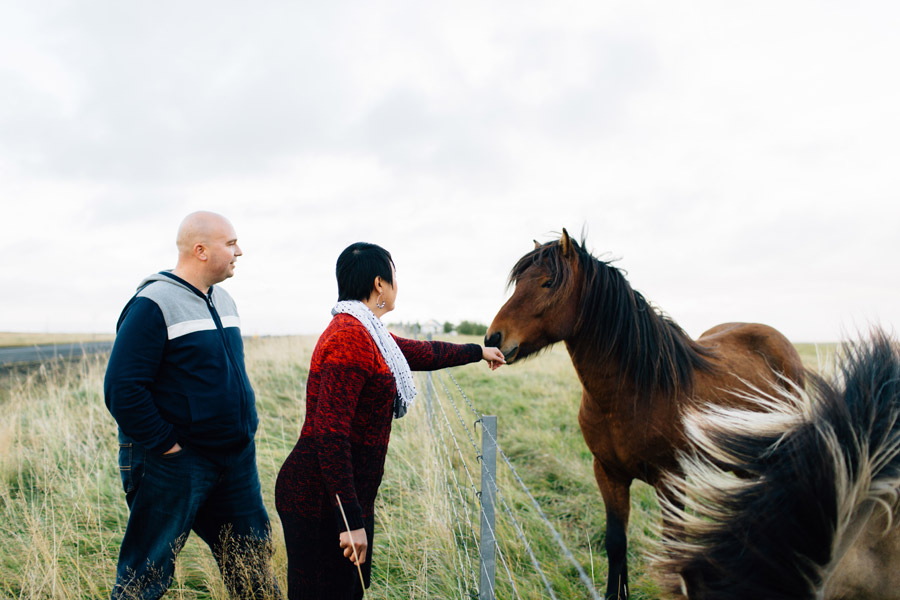 couples portrait session icelandic horses