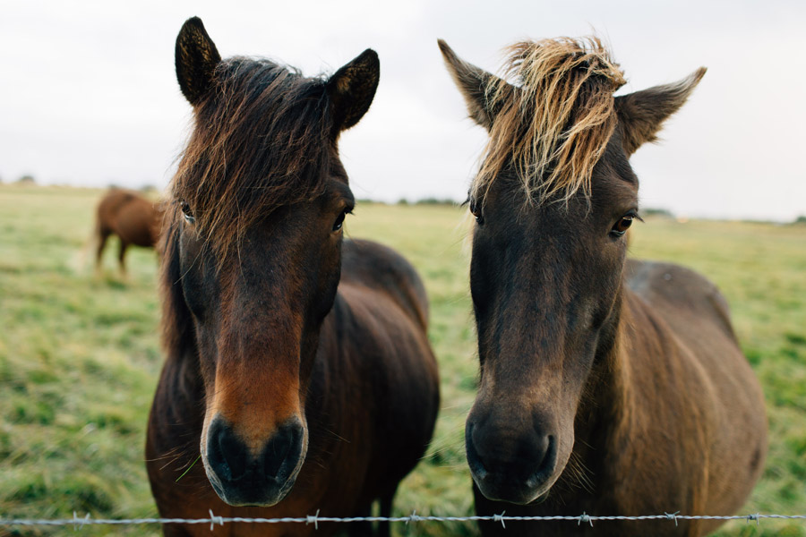 Icelandic horses