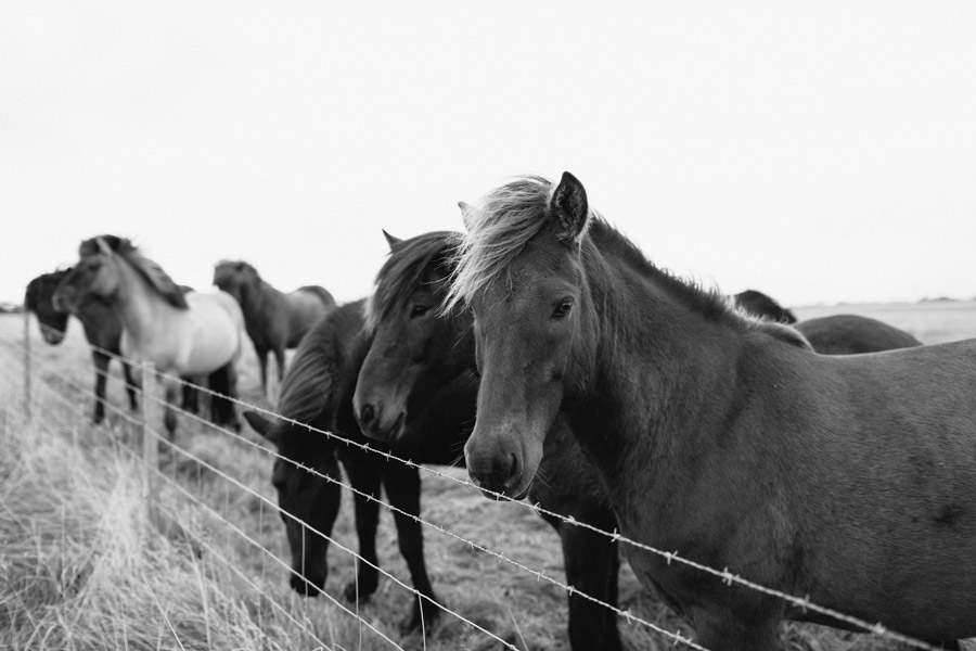 Icelandic horses photos