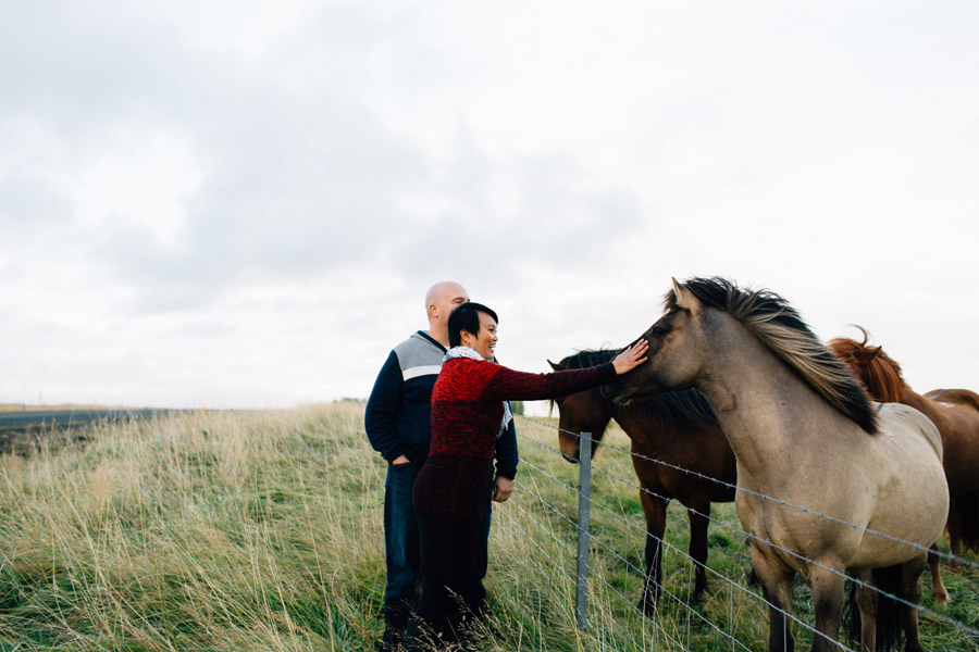 Icelandic horses pictures