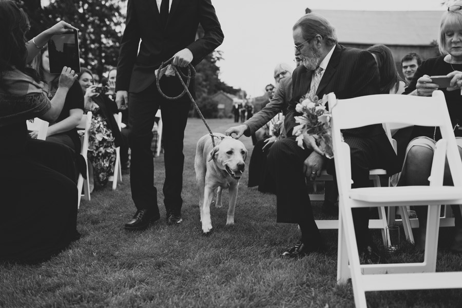 pet ring bearer