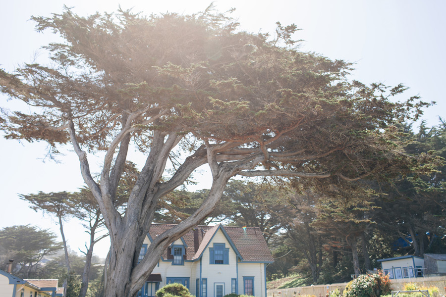 California coasta cypress trees