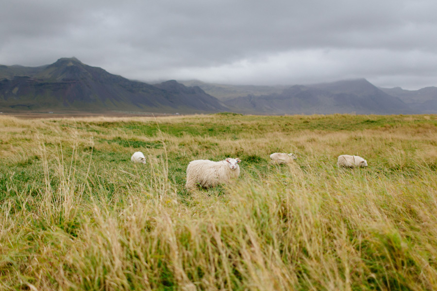 Icelandic sheep