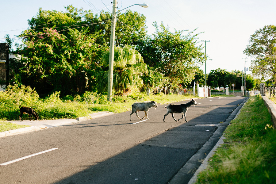 goats on the road