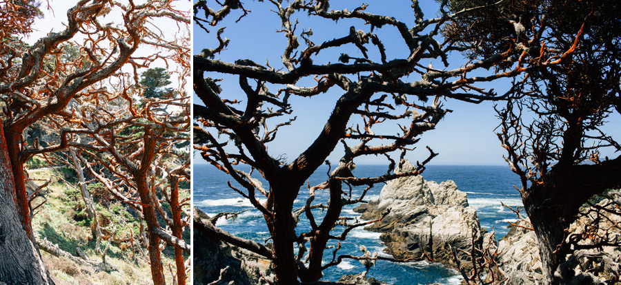 Julia Pfeiffer Burns State Park