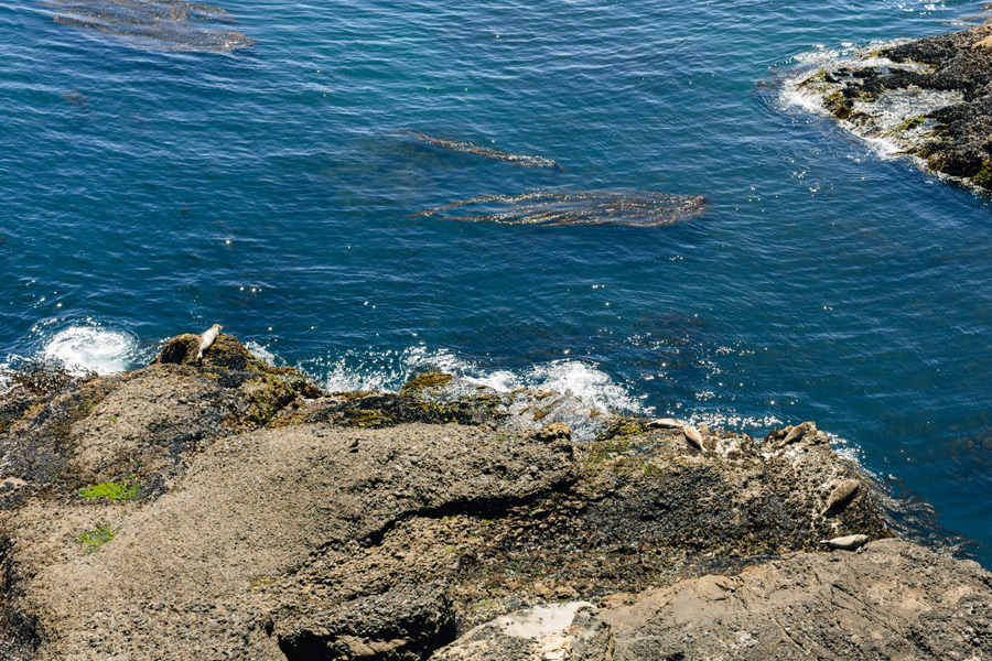 California fur seals