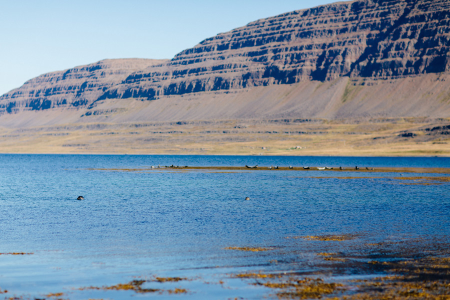 Iceland Westfjords pictures