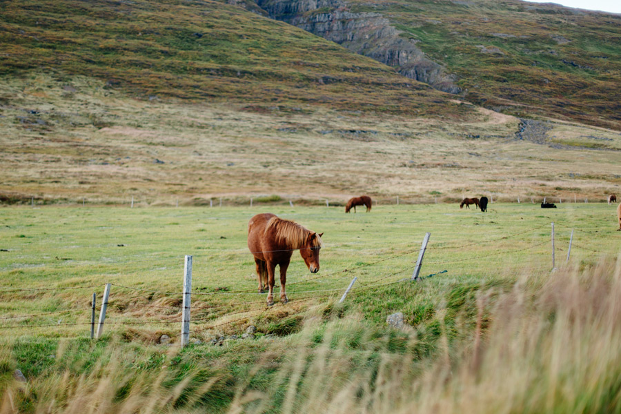 Iceland Westfjord travel photography