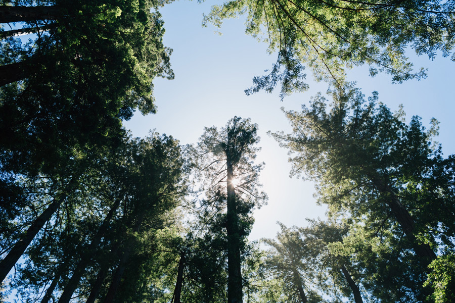 Redwood forest California