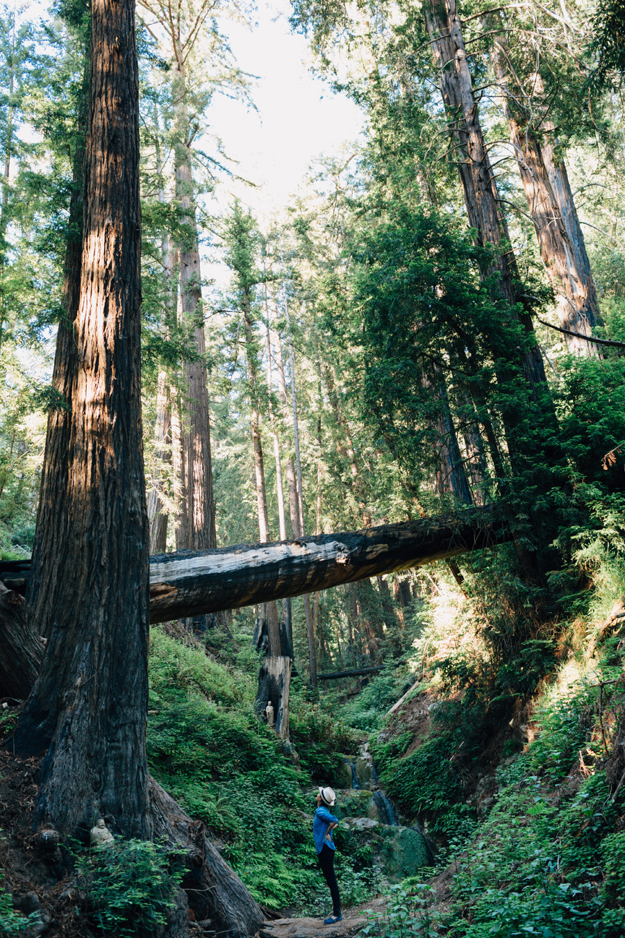 redwood trees photos