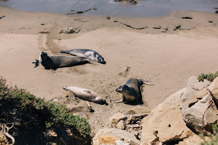 Elephant seals California