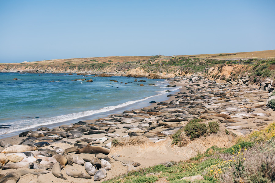 Elephant Seals beach