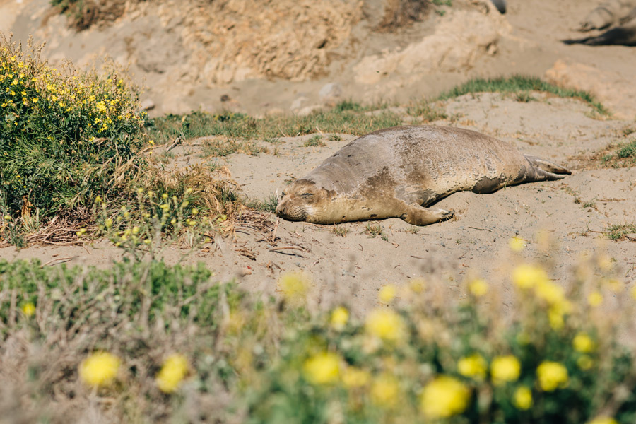 Elephant seal photo