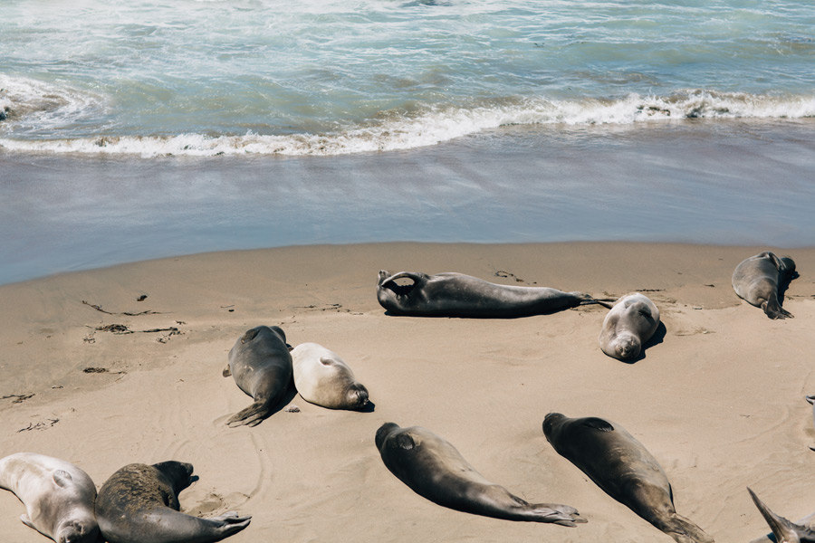 San Simeon elephant seals