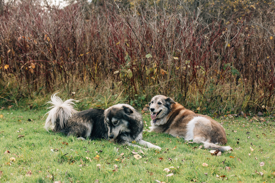 pet photographer Toronto