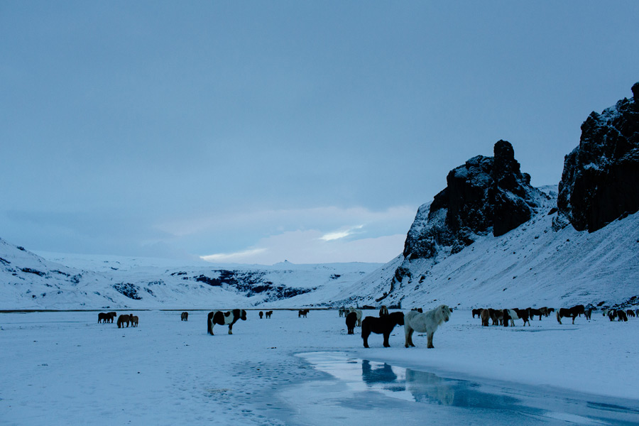 Icelandic horses photography