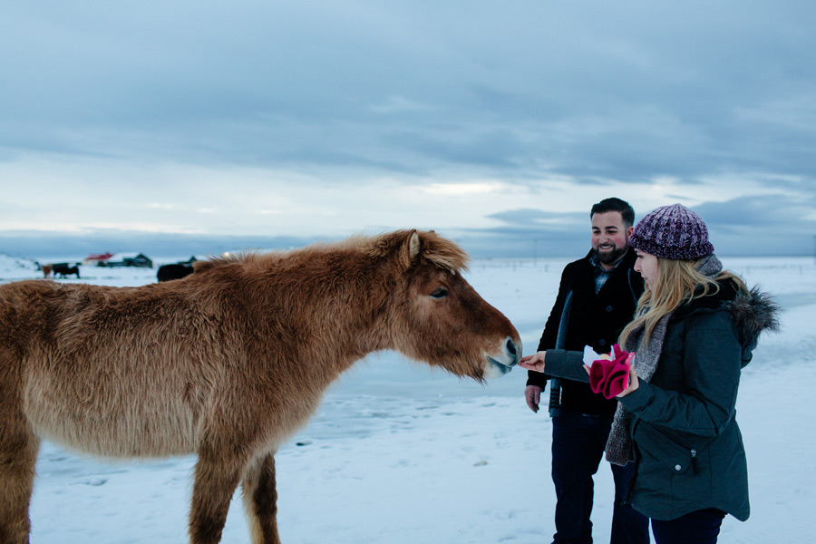 Iceland engagement photos with horses