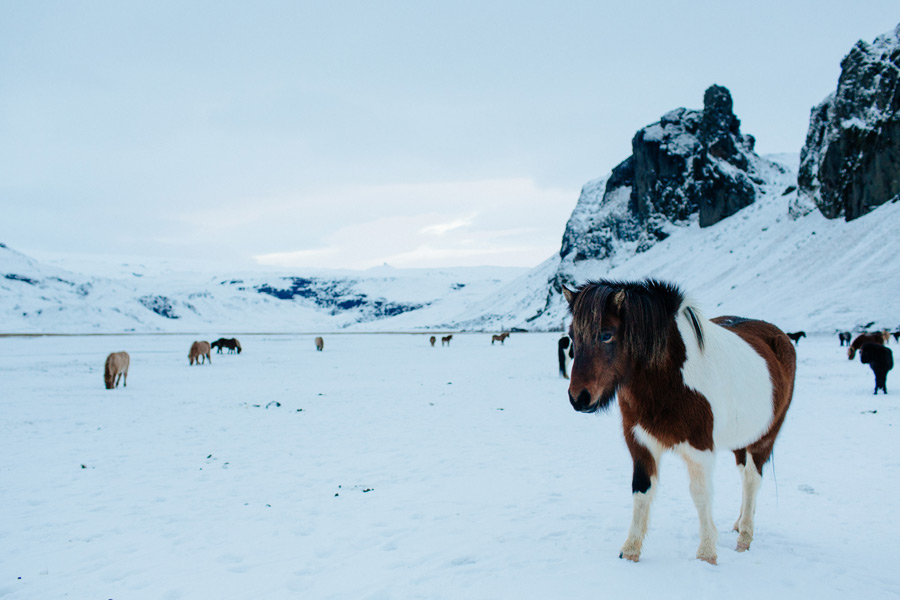 Icelandic horses photos