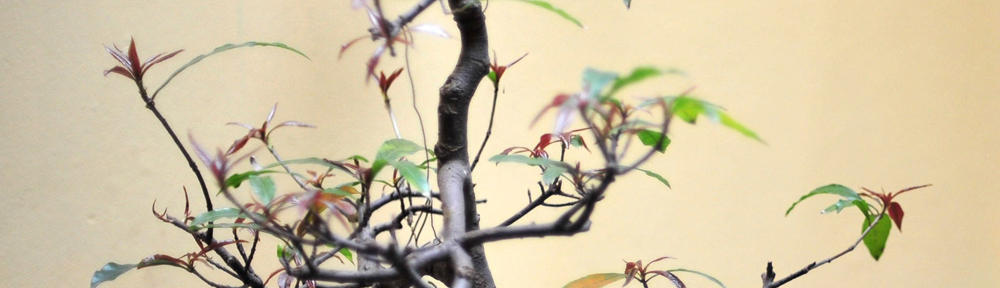 Toronto Wedding Photographer